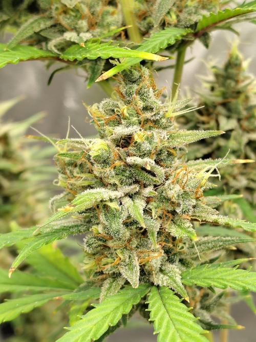 Cherry Cookies Auto. Week 11