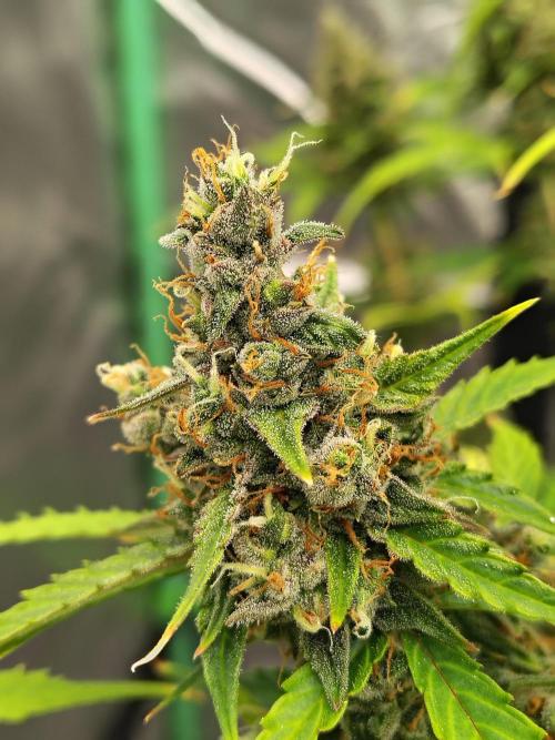 Cherry Cookies Auto. Week 11