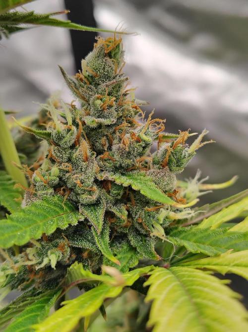 Cherry Cookies Auto. Week 11