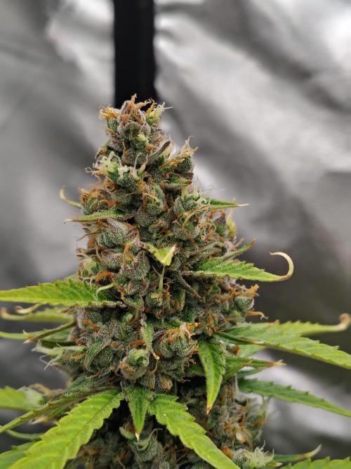 Cherry Cookies Auto. Week 11