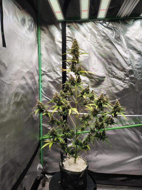 Cherry Cookies Auto. Week 11