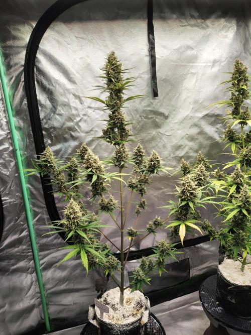 Cherry Cookies Auto. Week 11