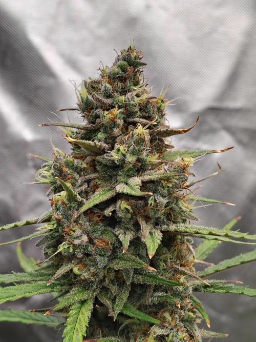 Cherry Cookies Auto. Week 11