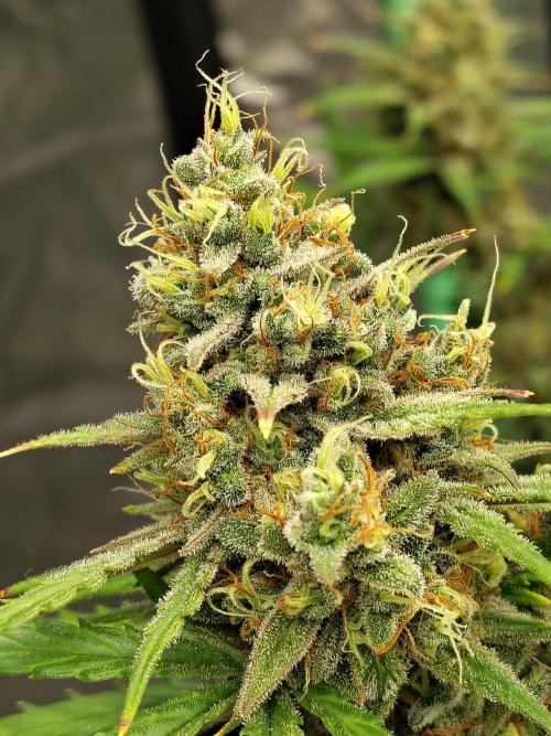 Cherry Cookies Auto. Week 11
