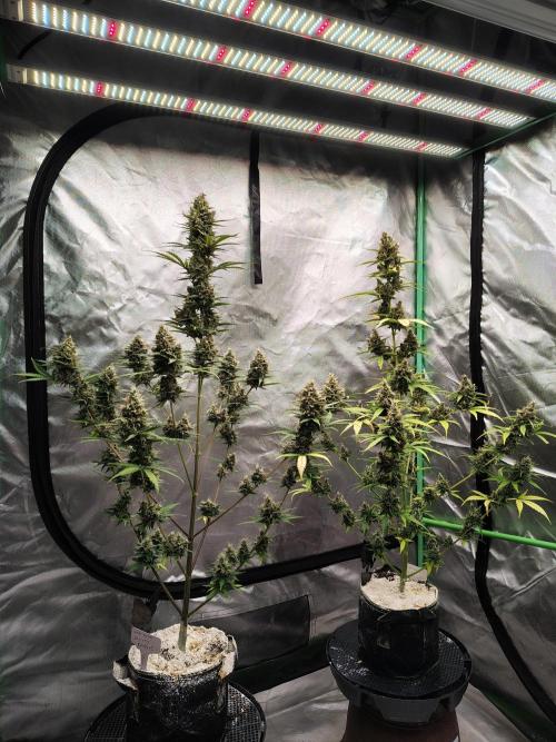 Cherry Cookies Auto. Week 11