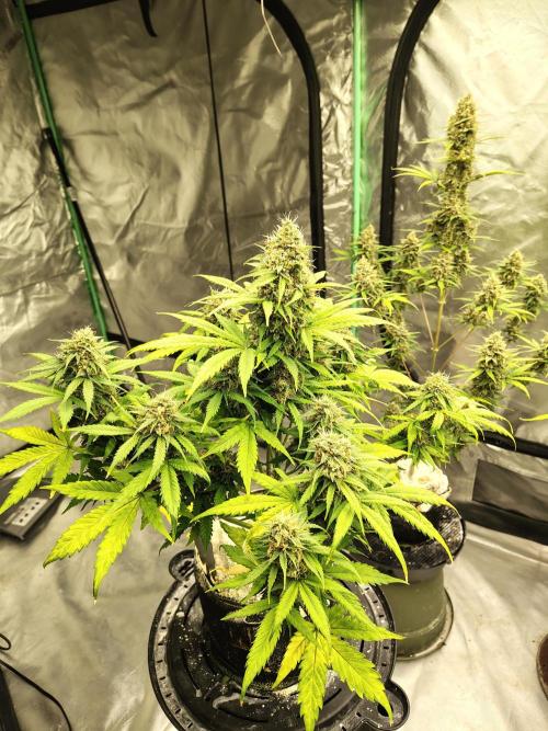 Cherry Cookies Auto. Week 11