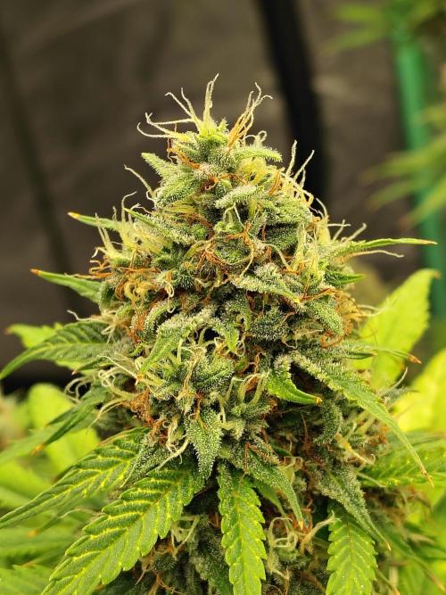 Cherry Cookies Auto. Week 11