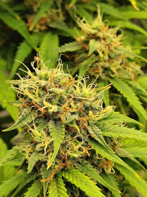 Cherry Cookies Auto. Week 11