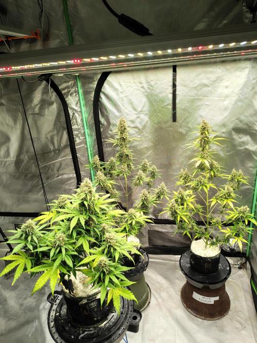 Cherry Cookies Auto. Week 11