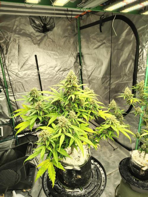 Cherry Cookies Auto. Week 11