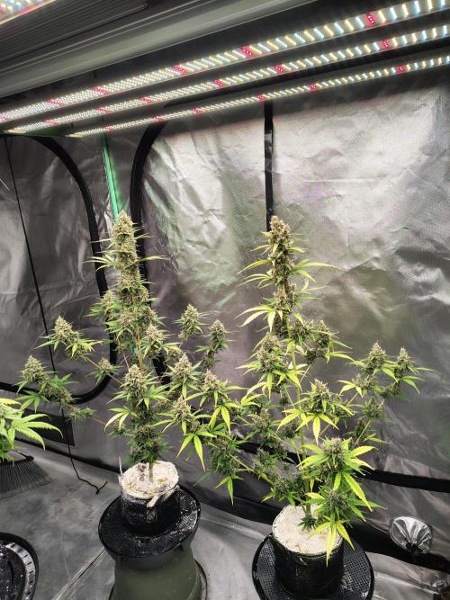 Cherry Cookies Auto. Week 11