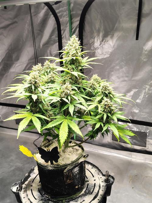 Cherry Cookies Auto. Week 11