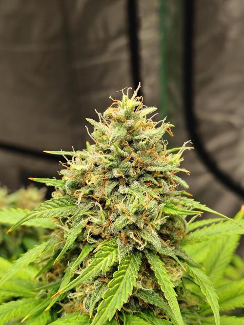 Cherry Cookies Auto. Week 11
