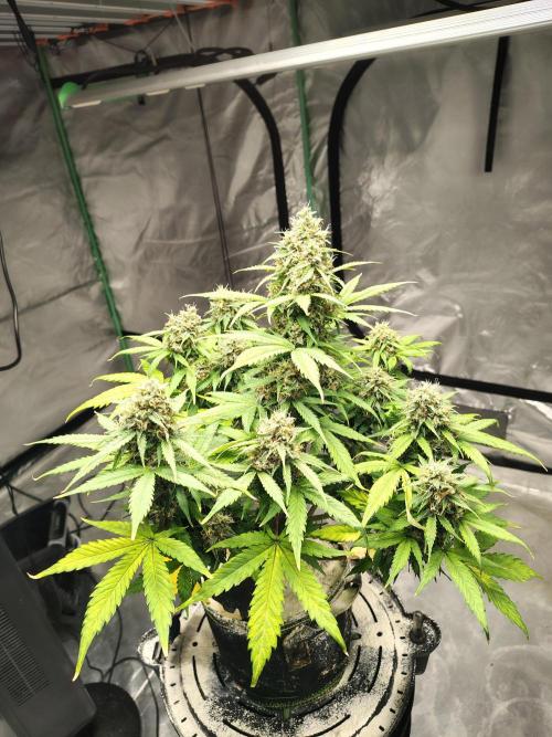 Cherry Cookies Auto. Week 11