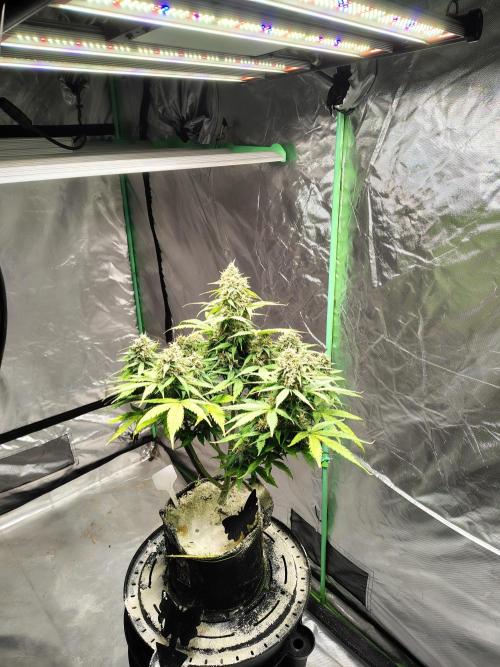 Cherry Cookies Auto. Week 11