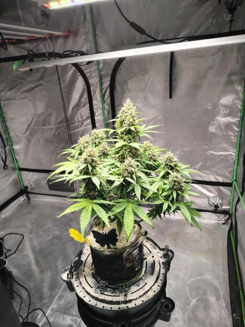 Cherry Cookies Auto. Week 12