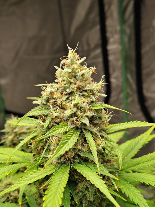 Cherry Cookies Auto. Week 12