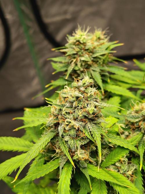 Cherry Cookies Auto. Week 12