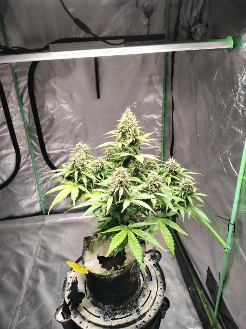 Cherry Cookies Auto. Week 12