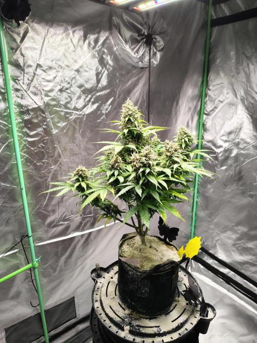 Cherry Cookies Auto. Week 12