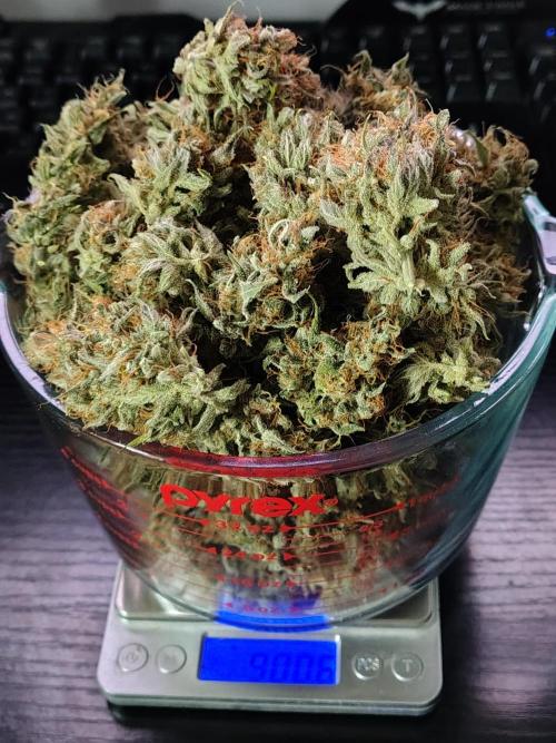 Cherry Cookies Auto. Week 13