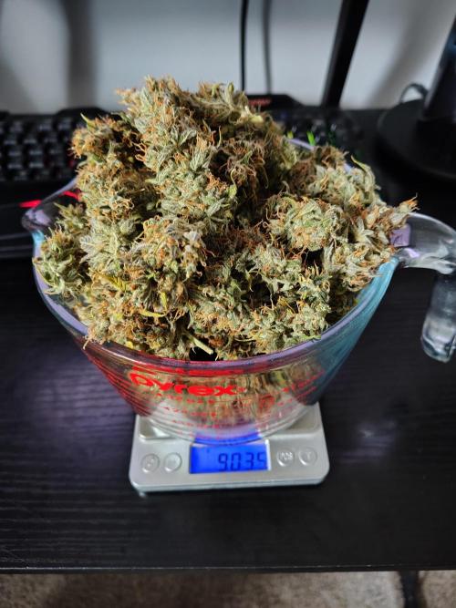 Cherry Cookies Auto. Week 13