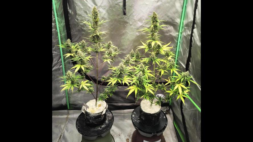 Cherry Cookies Auto