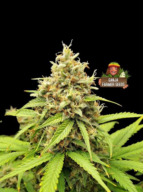 Cherry Cookies Auto. Week 13