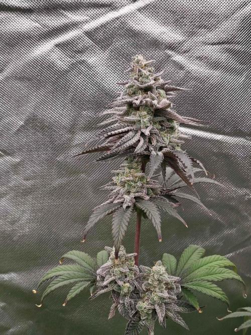 Toad island S1. Week 13