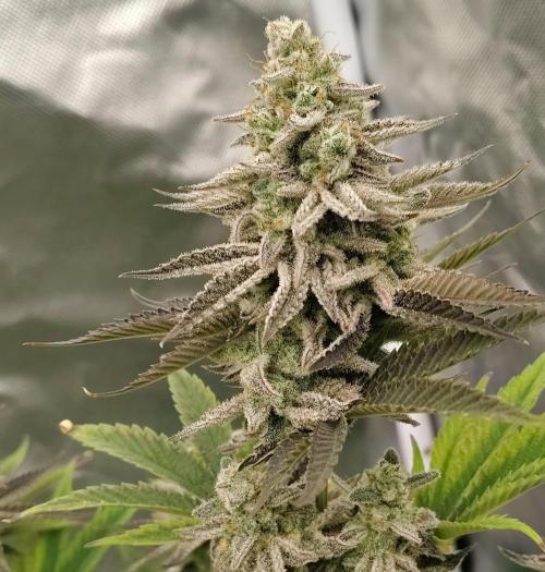 Toad island. Week 14