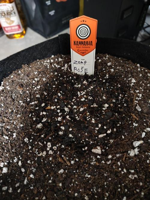 Zoap Rose. Week 0