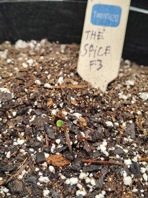 The Spice F3. Week 0