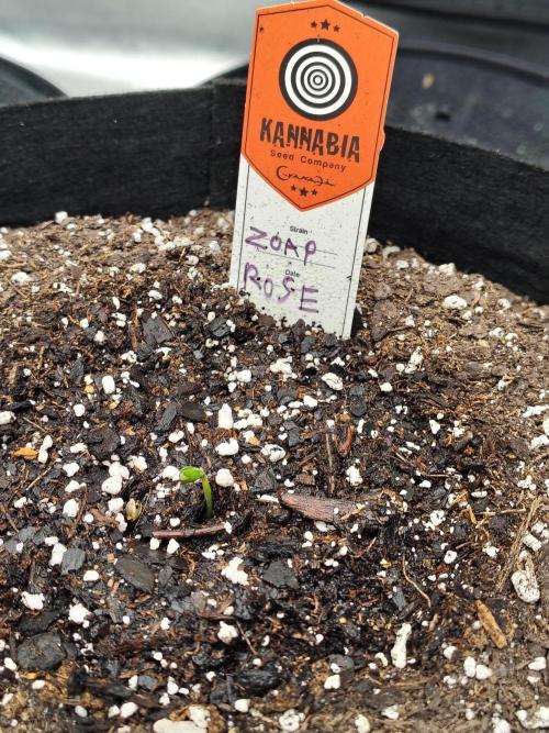 Zoap Rose. Week 0