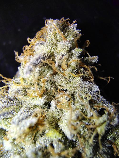 Sewer Fruit. Week 14 - Dried and cured for 121 days