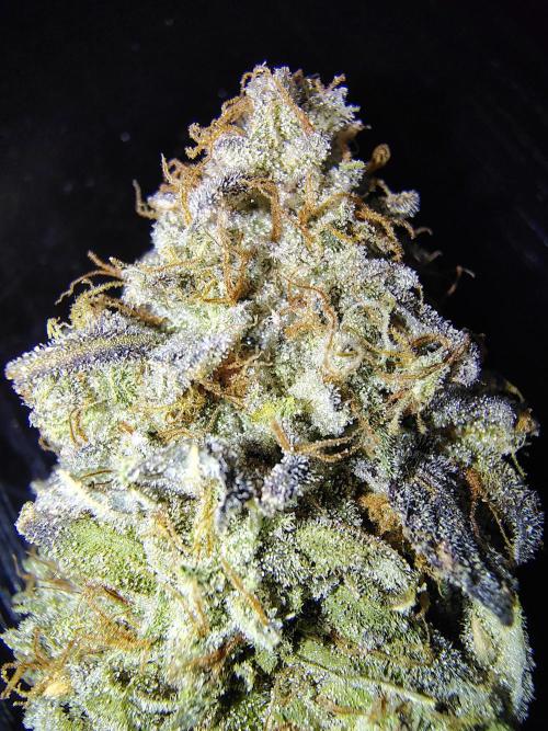 Sewer Fruit. Week 14 - Dried and cured for 121 days