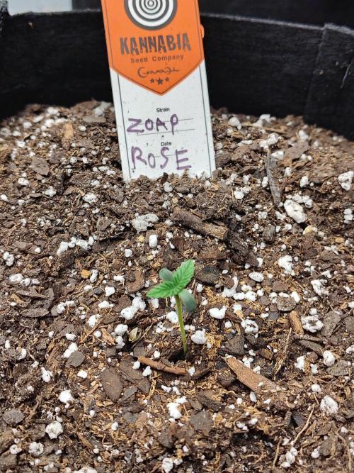 Zoap Rose. Week 0