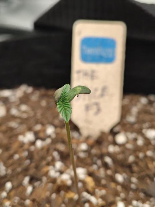 The Spice F3. Week 0