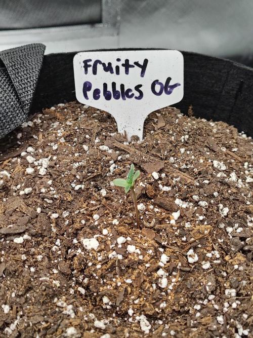 Fruity Pebbles OG. Week 0
