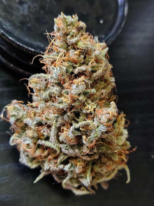 Cherry Cookies Auto. Week 13