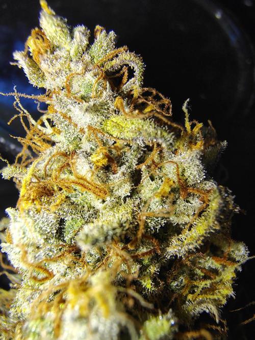 Cherry Cookies Auto. Week 13