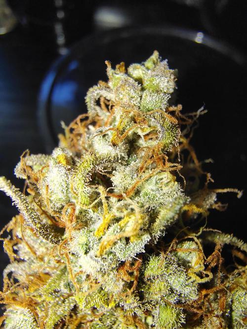 Cherry Cookies Auto. Week 13