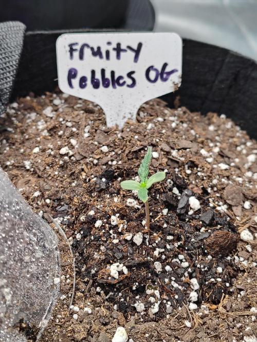 Fruity Pebbles OG. Week 1