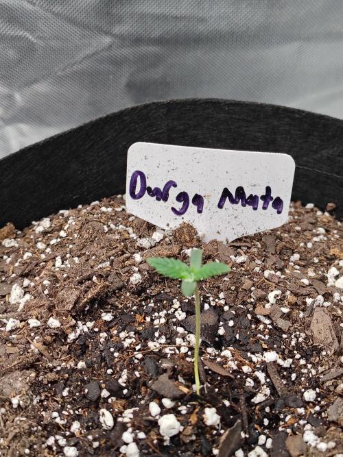 Durga Mata. Week 1