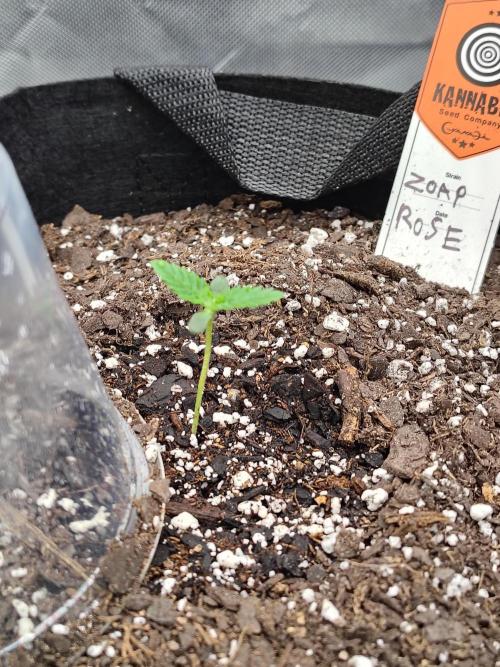 Zoap Rose. Week 1