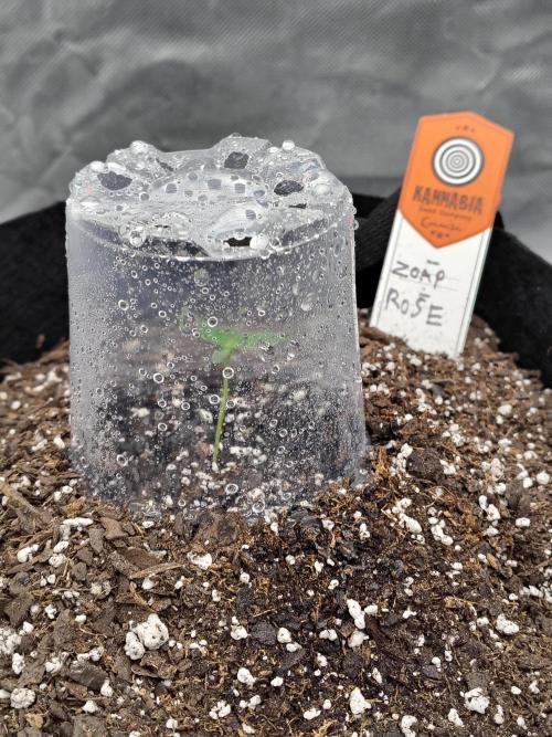 Zoap Rose. Week 1