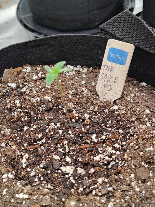 The Spice F3. Week 1