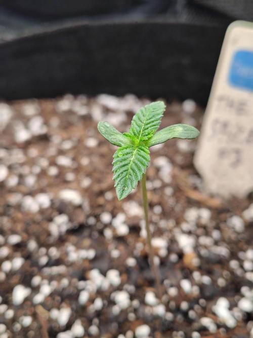 The Spice F3. Week 1