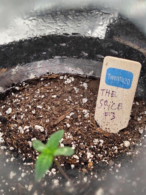 The Spice F3. Week 1