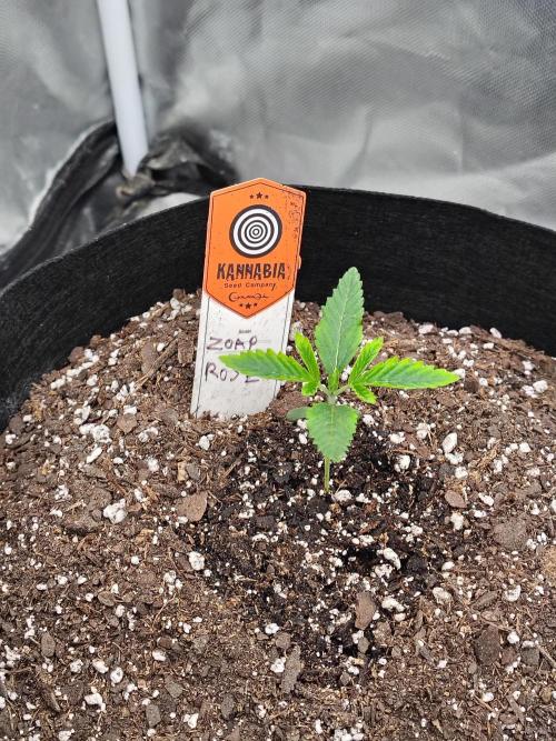 Zoap Rose. Week 2