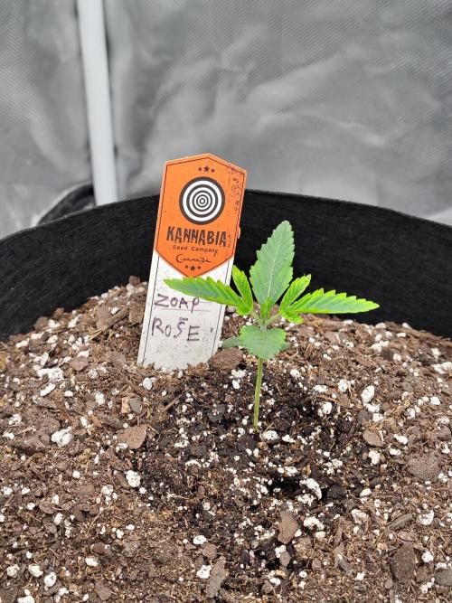 Zoap Rose. Week 2
